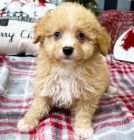 Aussiedoodle �t��ata na prodej.