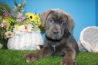 �t��ata Cane Corso k adopci.