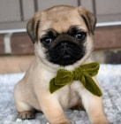 �t��ata mops� na prodej