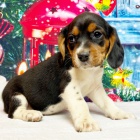 �t��ata b�gla na prodej