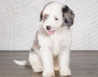Prod�m roztomil� �t��ata Bernedoodle.