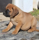 Rozko�n� �t���tka jsou p�ipravena k prodeji.