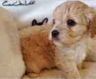 Prod�m roztomil� �t���tka Cavapoo.
