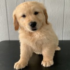 �t���tka zlat�ho retr�vra jsou nyn� k dispozici .Jsem mal� mazl��ek, kter� miluje sv� lidi. Jsem docela charakter. V�m, �e moje roztomil� dov�d�n� si t� poka�d� z�sk�. V�m, jak n�koho rozesm�t. R�da si hraji a nos�m si pol�t�� v noci do postele. Nem��u se