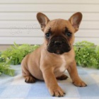 Rozko�n� �t���tka jsou p�ipravena k prodeji.