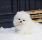 Roztomil� �t��ata pomeranian� na prodej.