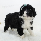 Rozko�n� �t���tka jsou p�ipravena k prodeji.