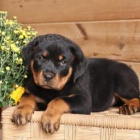 Rozko�n� �t���tka jsou p�ipravena k prodeji.