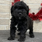 Prod�m �ern�ho bi�onka Poo. Pouze pro v�n� osoby.