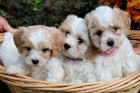 Prod�m �t��ata CAVACHONA.