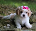 Prod�m �t��ata CAVACHONA.
