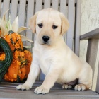 Prod�m �t��ata labradorsk�ho retr�vra.