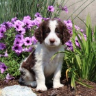 Prod�m �t��ata anglick�ho �pringr�pan�la.