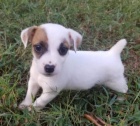Prod�m kr�sn� a rozko�n� �t���tka jack russella.