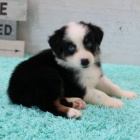 Prod�m �t��ata Australsk�ho ov��ka