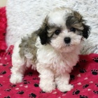 �t��ata Maltipoo na prodej.