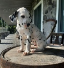 Prod�m o�kovan� �t��ata dalmatin�