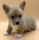 Prod�m �t��ata Pembroke Welsh Corgi.