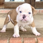 Prod�m �t��ata anglick�ho buldo�ka