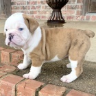 Prod�m �t��ata anglick�ho buldo�ka