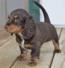 Prod�m �t��ata jezev��k�