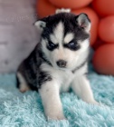 sibi�sk� husky