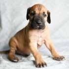 Prod�m �t��ata n�meck� dogy.