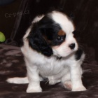 Prod�m �t��ata kaval�r King Charles �pan�l.