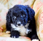 �t��ata Bernedoodle na prodej.