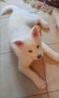Prod�m �istokrevn� �t��ata Akita Inu bez PP