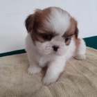 �t��ata shih tzu