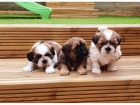 Zdrav� �t���tka Shih Tzu