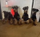 Dobrman �t��ata