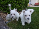 West Highland White Terrier �t��ata
