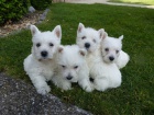 West Highland White Terrier �t��ata