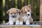 �t��ata Corgi k rehomingu
