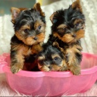 Prod�m �t��ata yorkie a feny.