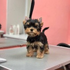Prod�m mini �t��ata yorkie.
