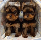Prod�m mini �t��ata yorkie.