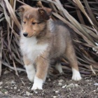 �t��ata �heltie na prodej