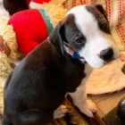 Kr�sn� �t��ata n�meck� dogy k dispozici a p�ipravena k prodeji.