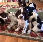 �t��ata anglick�ho �pringr�pan�la k adopci.