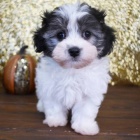 Prod�m zdrav� a o�kovan� �t��ata Maltipoo.