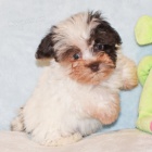 Prod�m �t��ata mal�ho kn�ra�e.