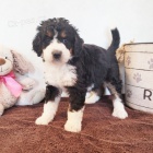 Prod�m kr�sn� �t��ata Bernedoodle