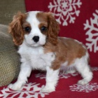 Prod�m zdrav� a kr�sn� �t��ata kaval�r King Charles �pan�l.