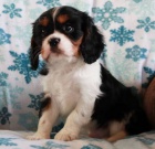 Prod�m �t��ata kaval�r King Charles �pan�l.