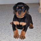 Prod�m ZDRAV� a O�KOVAN� �t��ata rotvajlera.