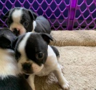 �t��ata Bostonsk�ho teri�ra.