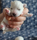 Prod�m �t�n� bolo�sk�ho ps�ka s PP